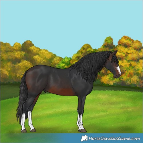 Horse Color:Unknown 