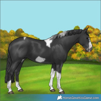 Horse Color:Black Tobiano Frame 