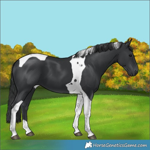 Horse Color:Black Tobiano 