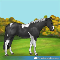 Horse Color:Black Tobiano 