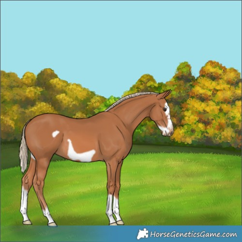 Horse Color:Chestnut Splash Frame 