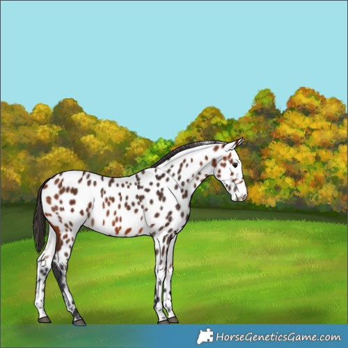 Horse Color:Bay Appaloosa 