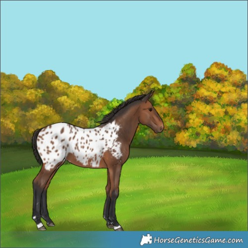 Horse Color:Bay Appaloosa 