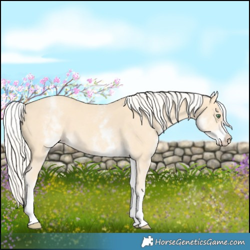 Horse Color:White Spotted Gold Cream Champagne