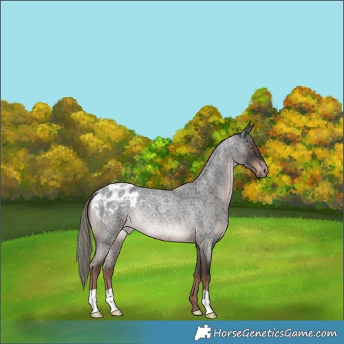 Horse Color:Liver Red Roan Mushroom Appaloosa Rabicano 