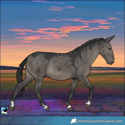 Horse Color:Grullo Rabicano Brindle 