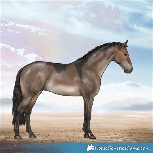 Horse Color:Brown Dun 