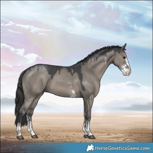 Horse Color:Grullo Sabino 