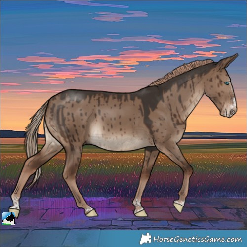 Horse Color:Liver Red Dun Splash Rabicano Brindle 