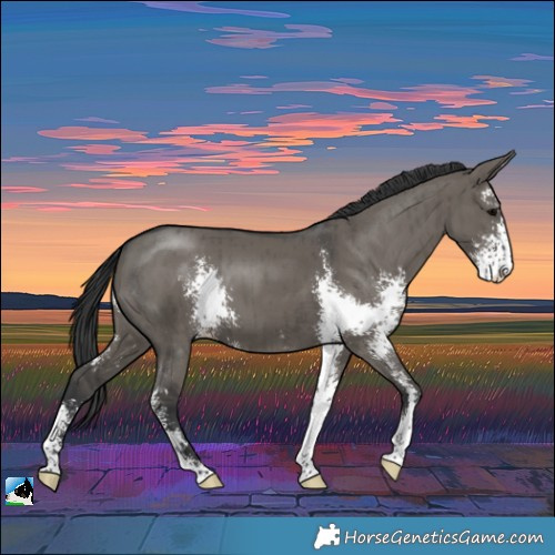 Horse Color:Grullo Sabino Brindle 