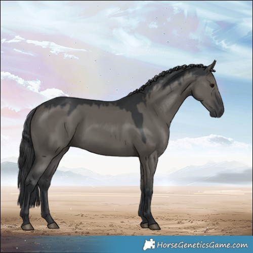 Horse Color:Grullo Rabicano 