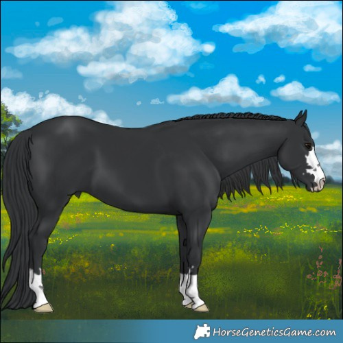 Horse Color:Black 