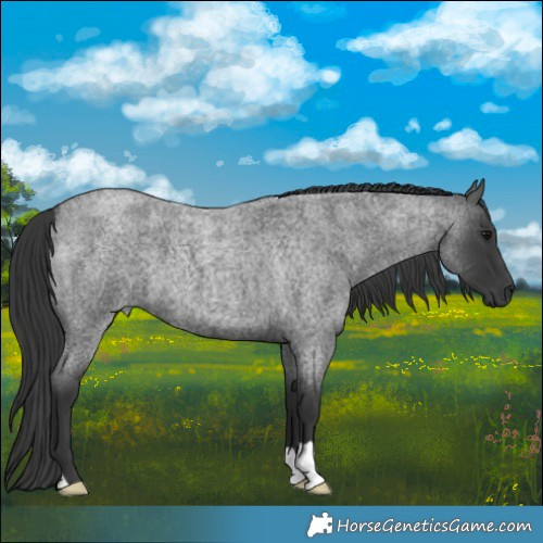 Horse Color:Blue Roan 
