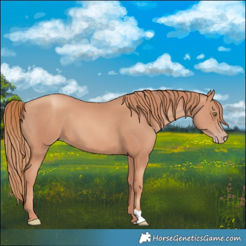 Horse Color:Gold Champagne 