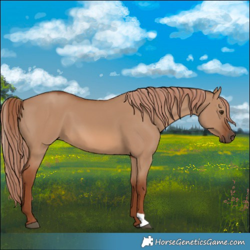 Horse Color:Red Dun 