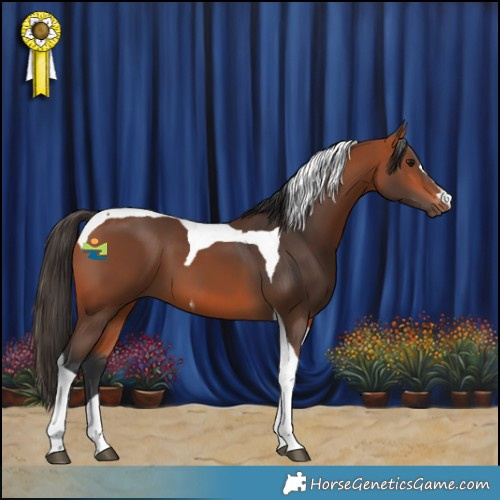 Horse Color:Bay Tobiano 
