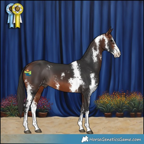 Horse Color:Bay Sabino 