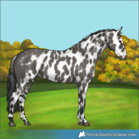 Horse Color:Grullo Skewed LP Spotted