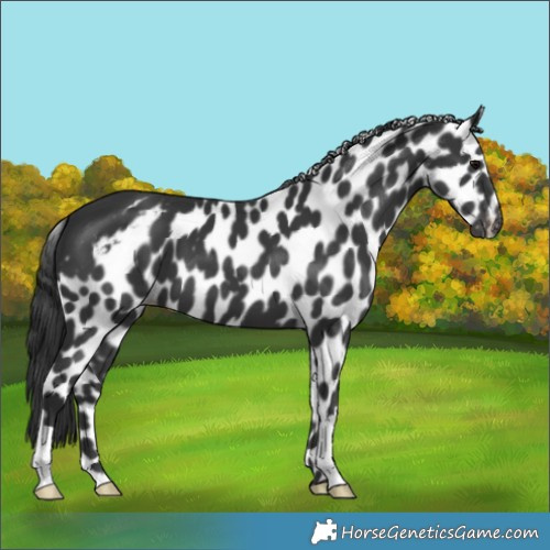 Horse Color:Black Skewed Appaloosa