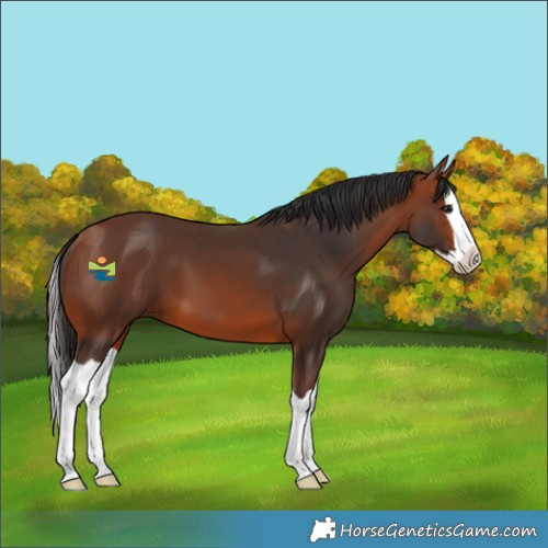 Horse Color:Bay Splash 