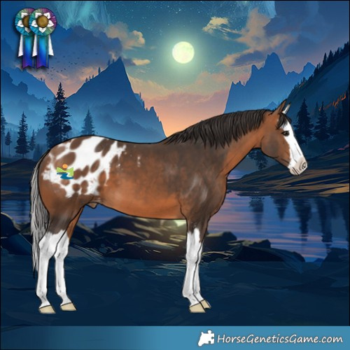 Horse Color:Bay Sabino Splash Blanket 