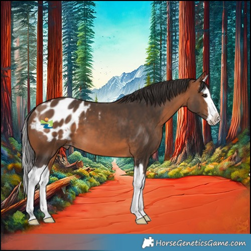 Horse Color:Bay Sabino Splash Appaloosa