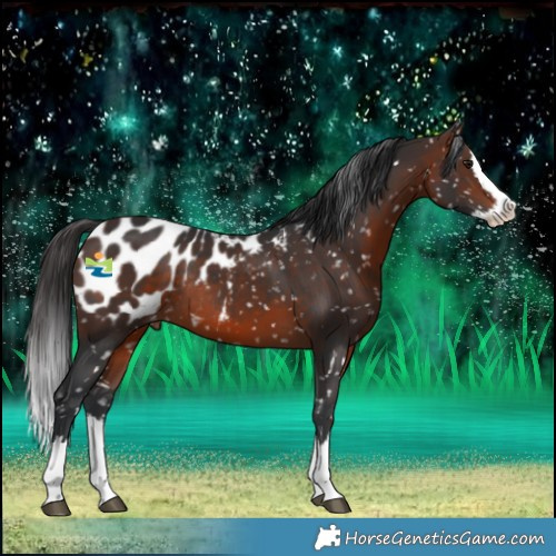 Horse Color:Brown Splash Blanket Rabicano 