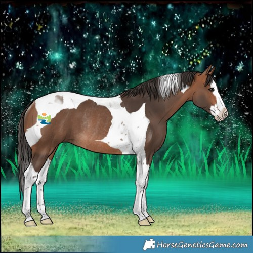 Horse Color:Bay Splash Tobiano Rabicano 