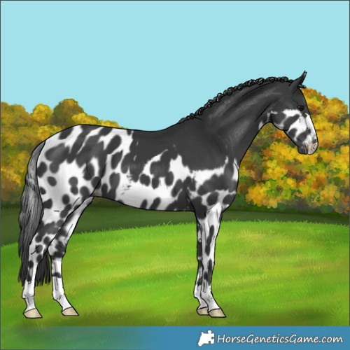 Horse Color:Black Skewed Appaloosa