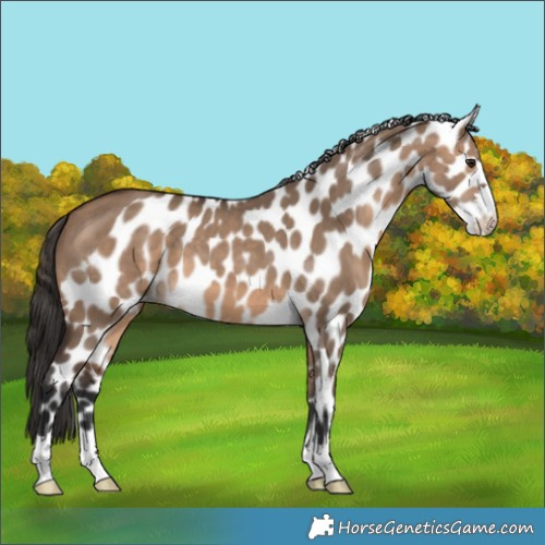 Horse Color:Brown Dun Skewed Appaloosa