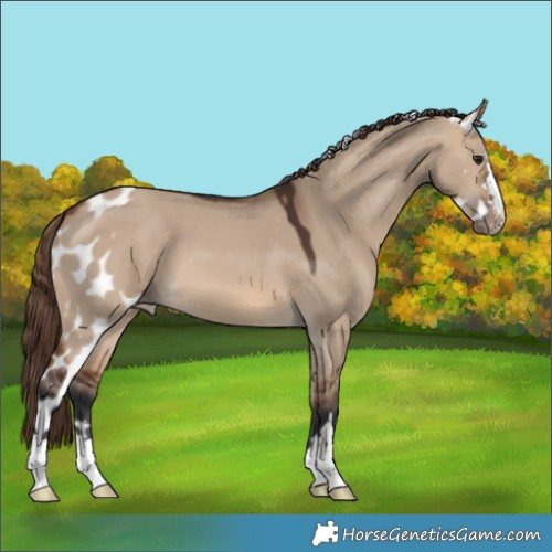 Horse Color:Brown Dun Skewed Appaloosa 