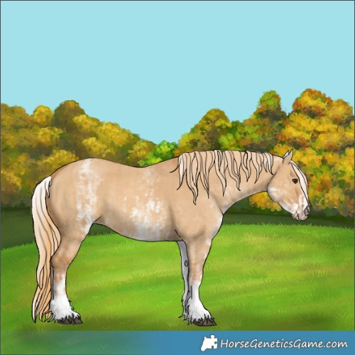 Horse Color:White Spotted Red Dun Rabicano  and White Spotted Red Dun Rabicano 