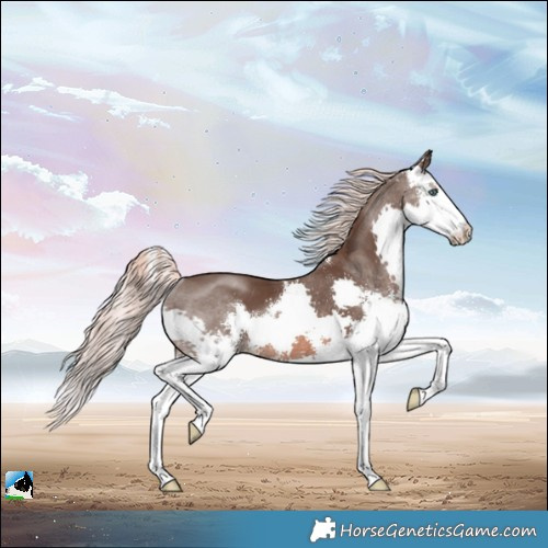 Horse Color:Liver Chestnut Mushroom Sabino Splash Rabicano