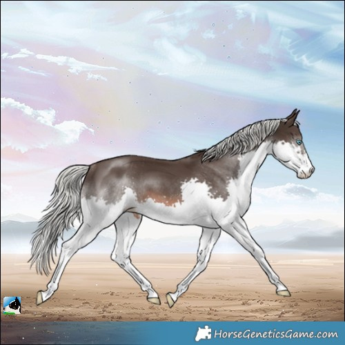 Horse Color:Liver Chestnut Mushroom Splash Rabicano 