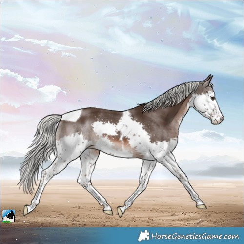 Horse Color:Liver Chestnut Mushroom Splash Tobiano Rabicano