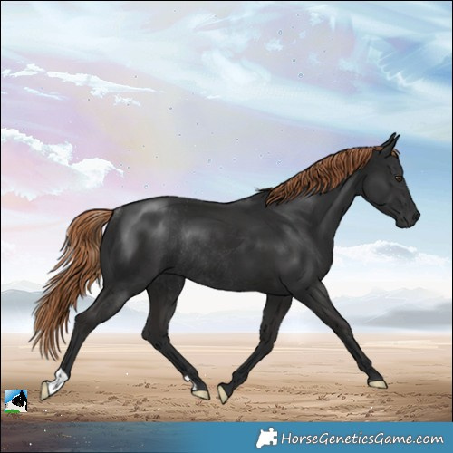 Horse Color:Gray Liver Chestnut Rabicano