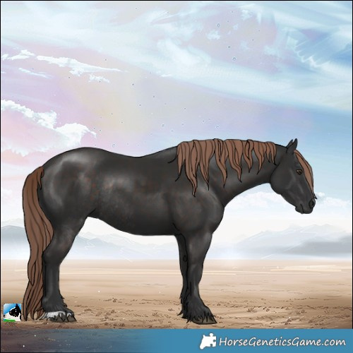 Horse Color:Liver Chestnut Rabicano