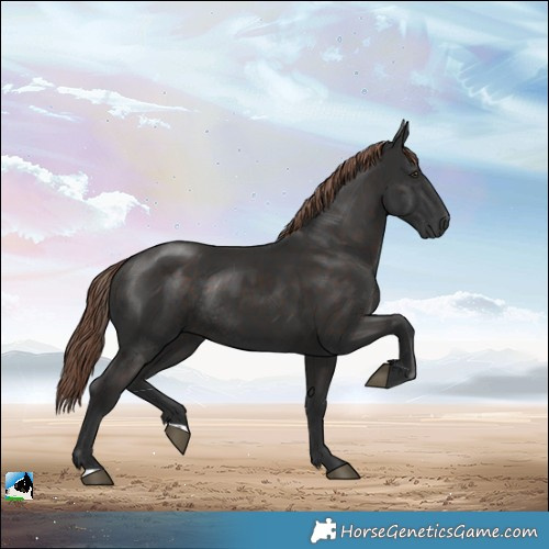 Horse Color:Liver Chestnut Rabicano 