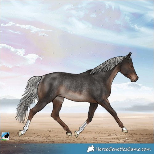 Horse Color:Liver Chestnut Mushroom Rabicano 