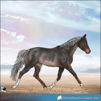 Horse Color:Liver Chestnut Mushroom Rabicano