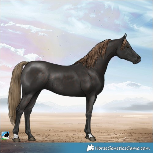 Horse Color:Liver Chestnut Rabicano 