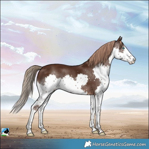 Horse Color:Liver Chestnut Splash Rabicano 