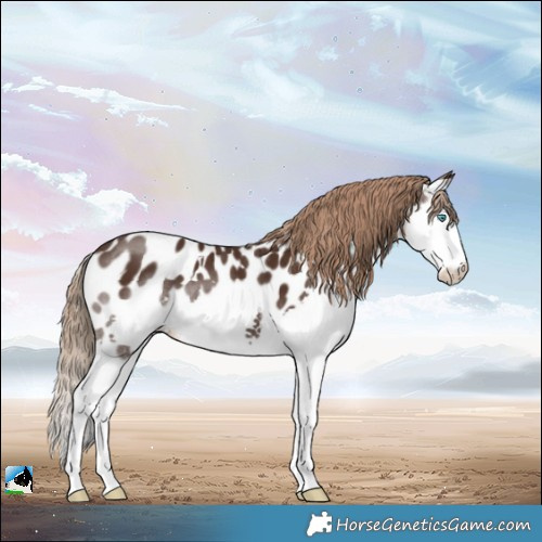 Horse Color:White Spotted Liver Chestnut Splash Near Leopard Rabicano