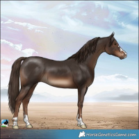 Horse Color:Liver Chestnut 