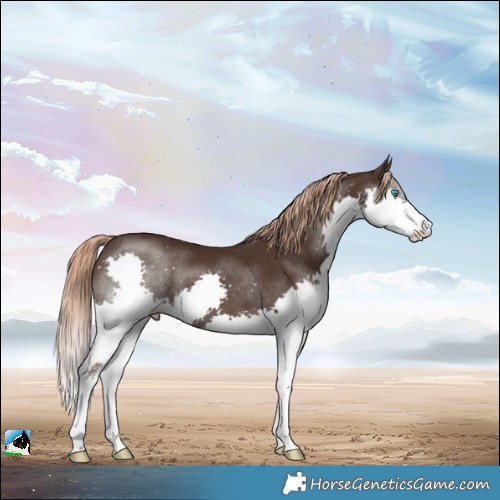 Horse Color:Liver Chestnut Splash