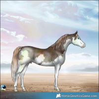 Horse Color:Liver Chestnut Splash