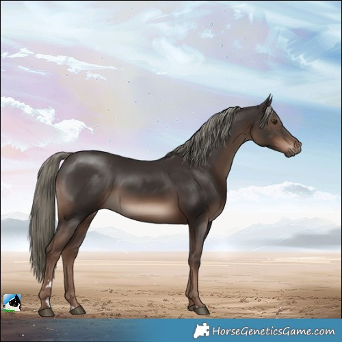 Horse Color:Liver Chestnut Mushroom Rabicano 