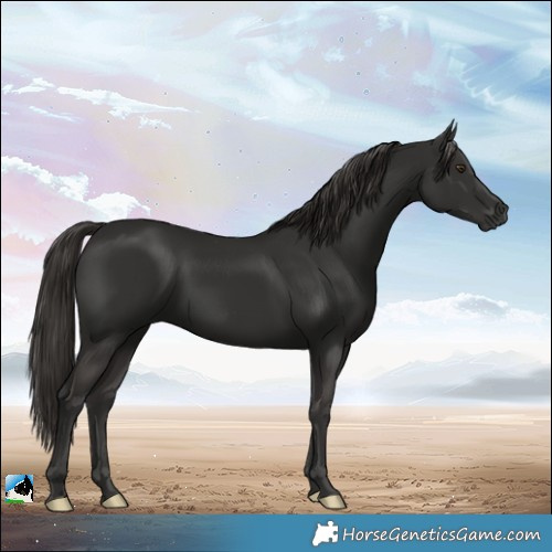 Horse Color:Liver Chestnut Rabicano 