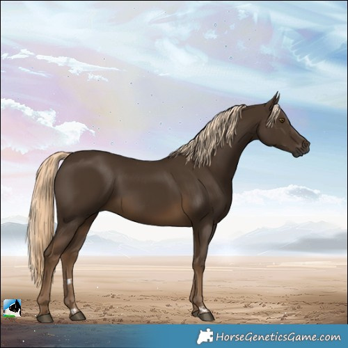 Horse Color:Gray Chocolate Palomino Mushroom Rabicano