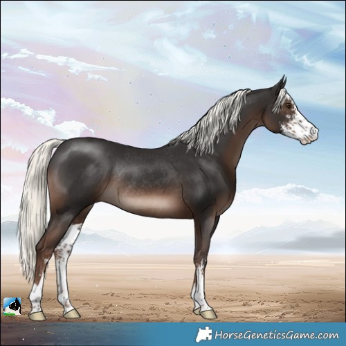 Horse Color:Liver Chestnut Mushroom Sabino Rabicano 